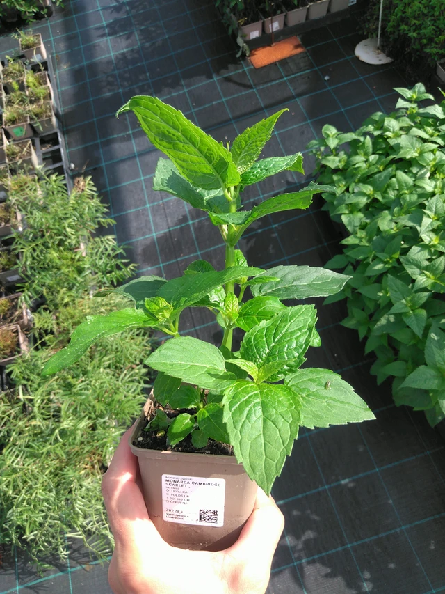 Väriminttu Cambridge Scarlet - 14. 7. 2025