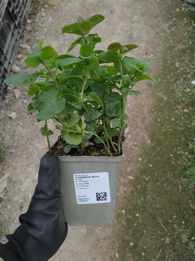 Menthe citronnée - 13. 5. 2026