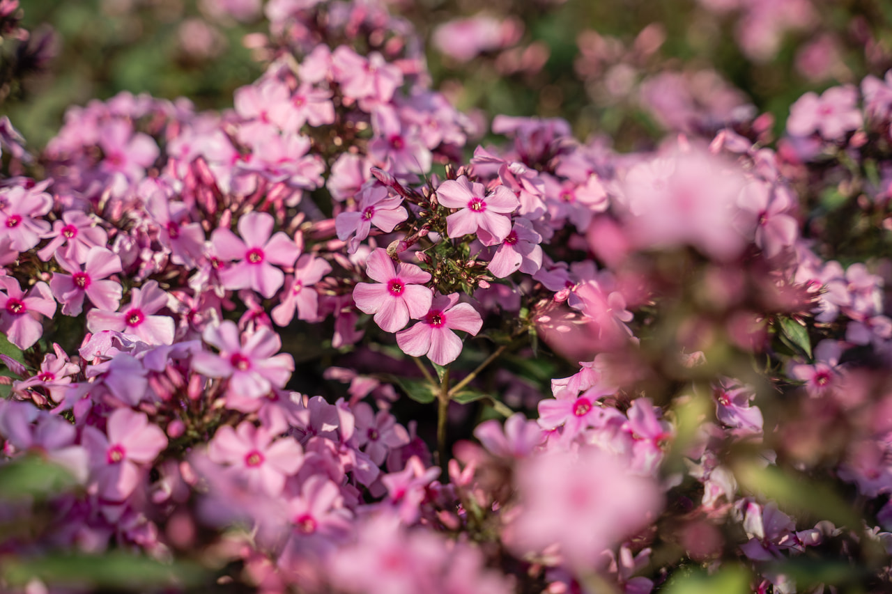 Leimu Sweet Summer Melody, Loukykvět