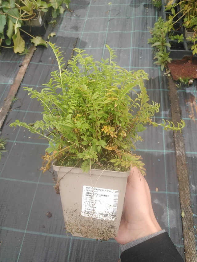 Sinilatva Filigree Skies - 10. 10. 2025