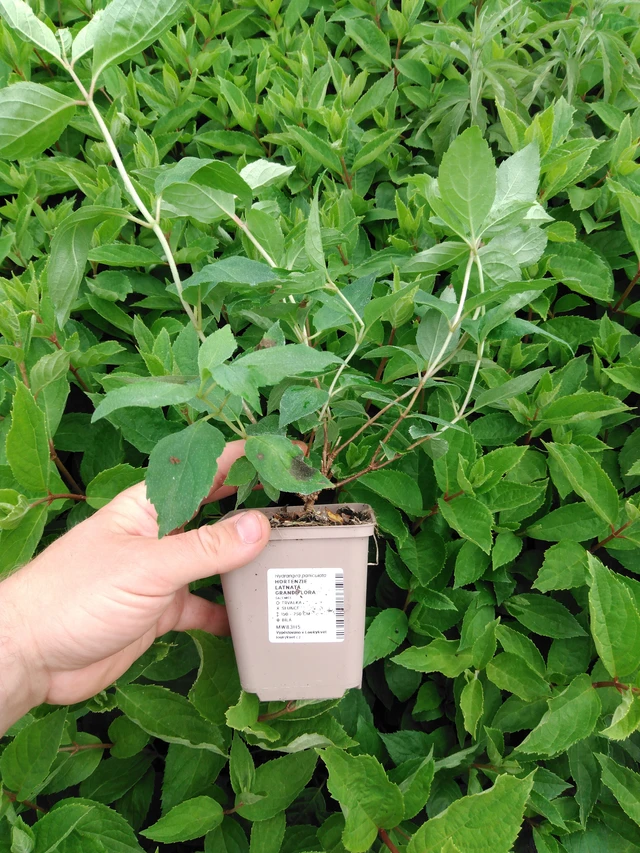 Syyshortensia Grandiflora - 2024