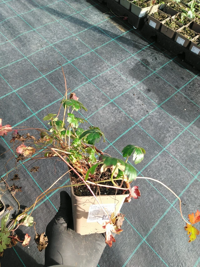 Peittokurjenpolvi Berggarten - 31. 10. 2025