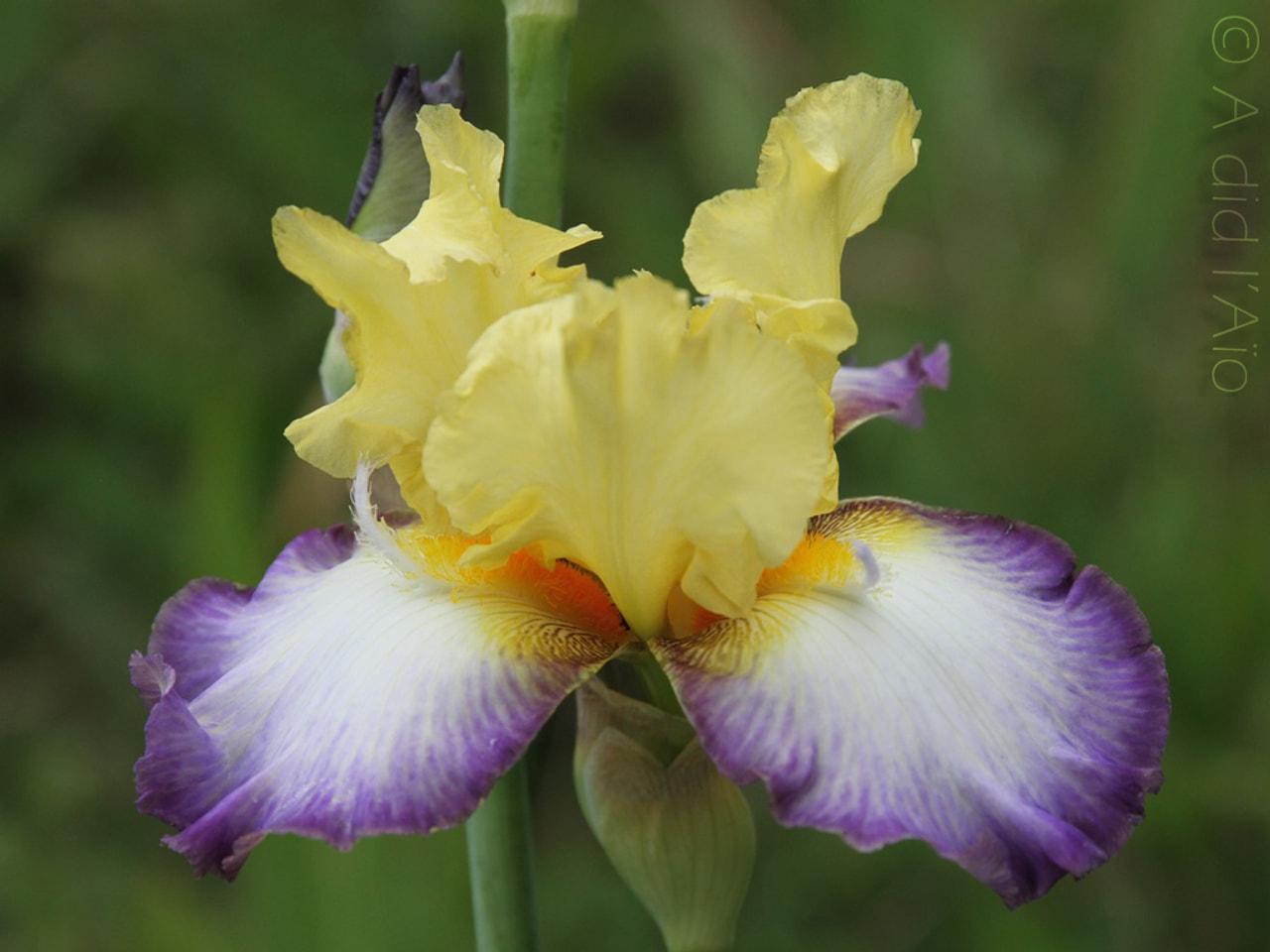 Kurjenmiekka Echassier, Loukykvět