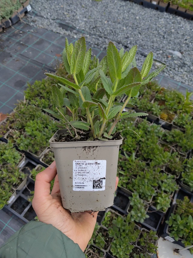 Steppe Catmint - 21. 4. 2026