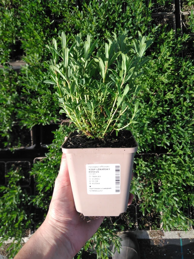 Hisopo Roseus - 2024