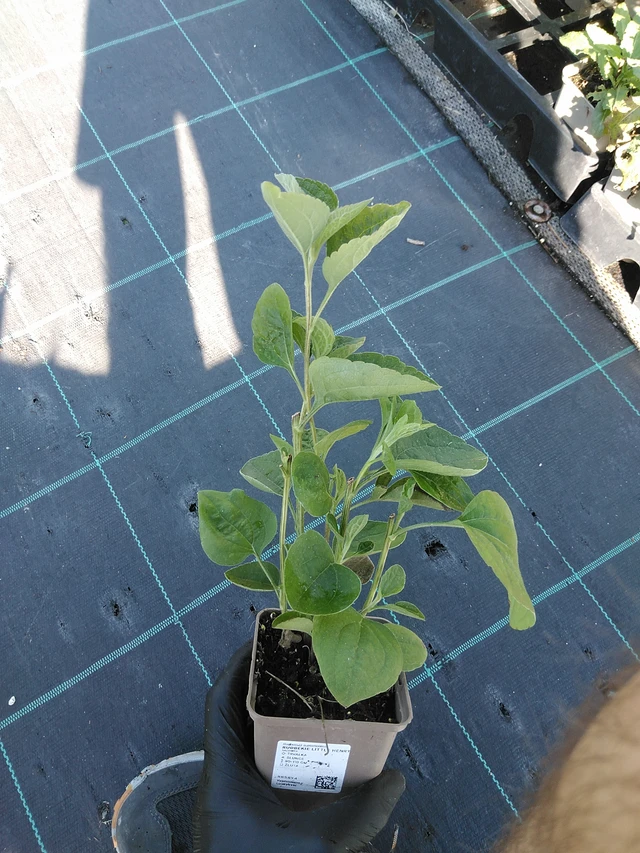 Päivänhattu Little Henry - 19. 8. 2025