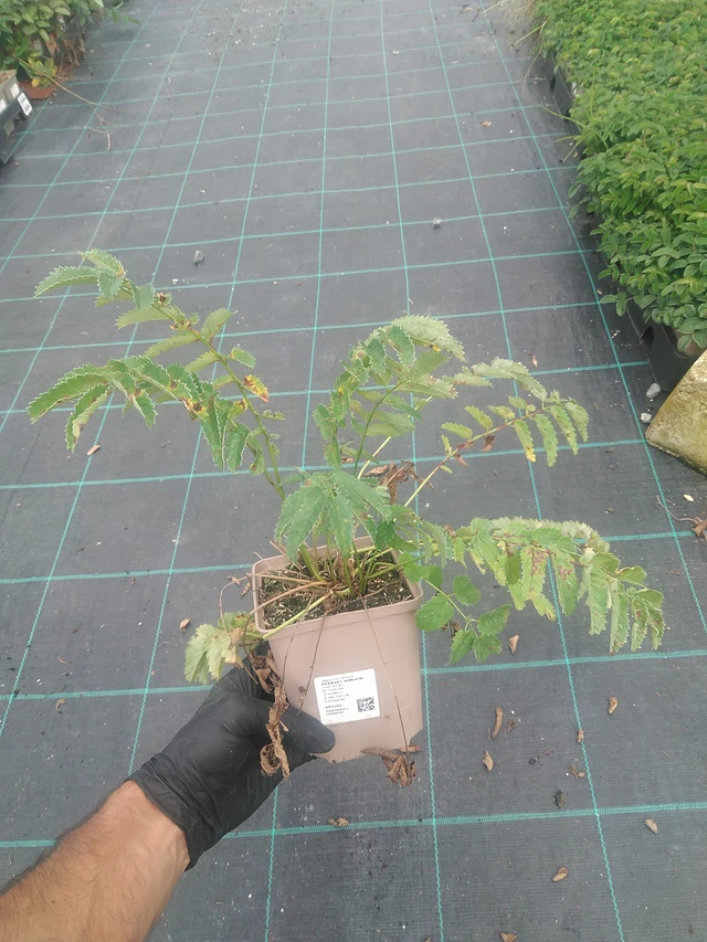 Luppio Arnhem - 10. 9. 2025