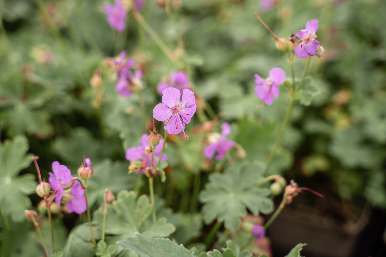 Peittokurjenpolvi Cambridge, Loukykvět