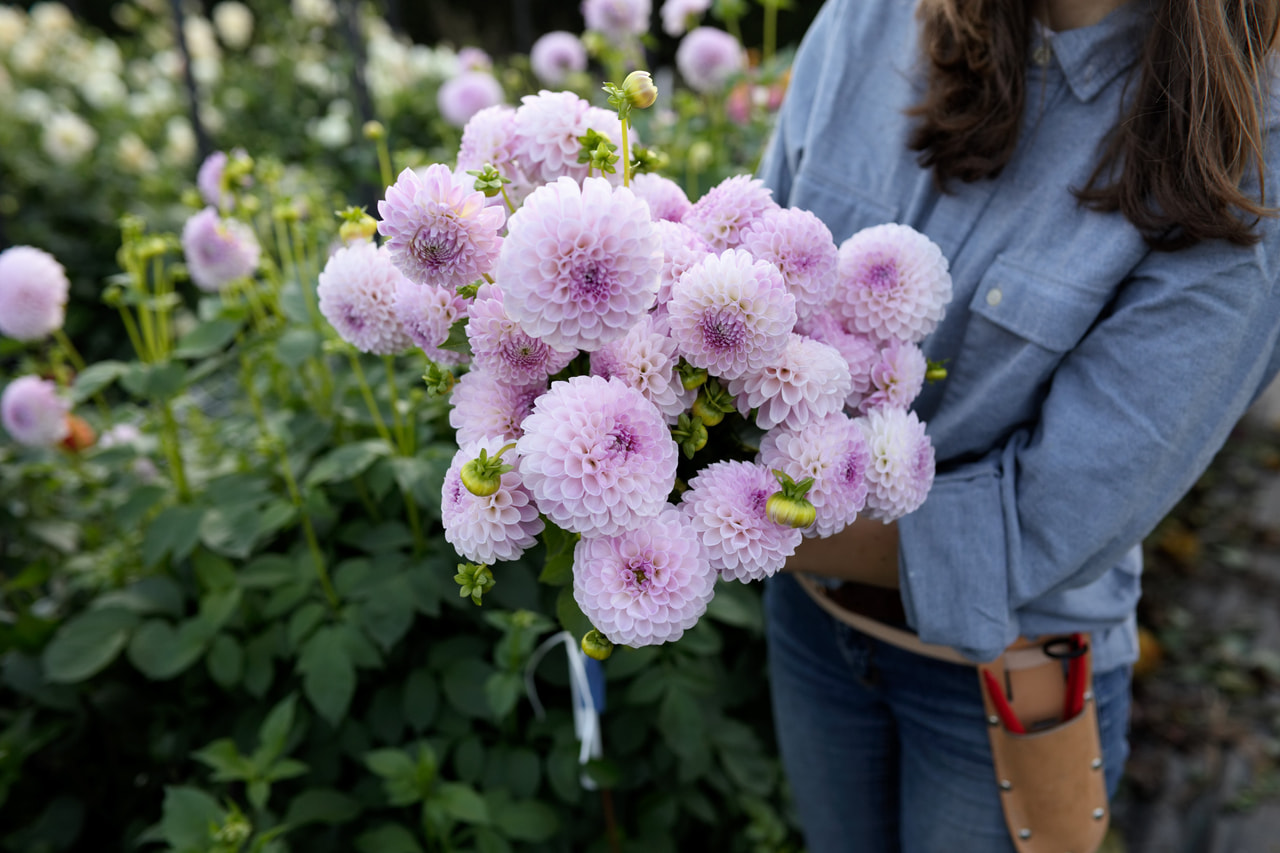 Daalia Megan Dean, Loukykvět