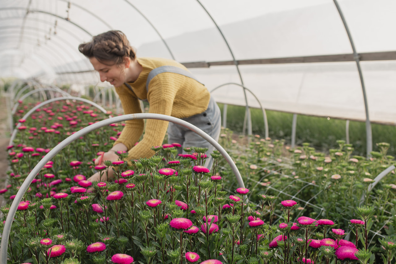 Kiinanasteri Bonita Pink, Loukykvět