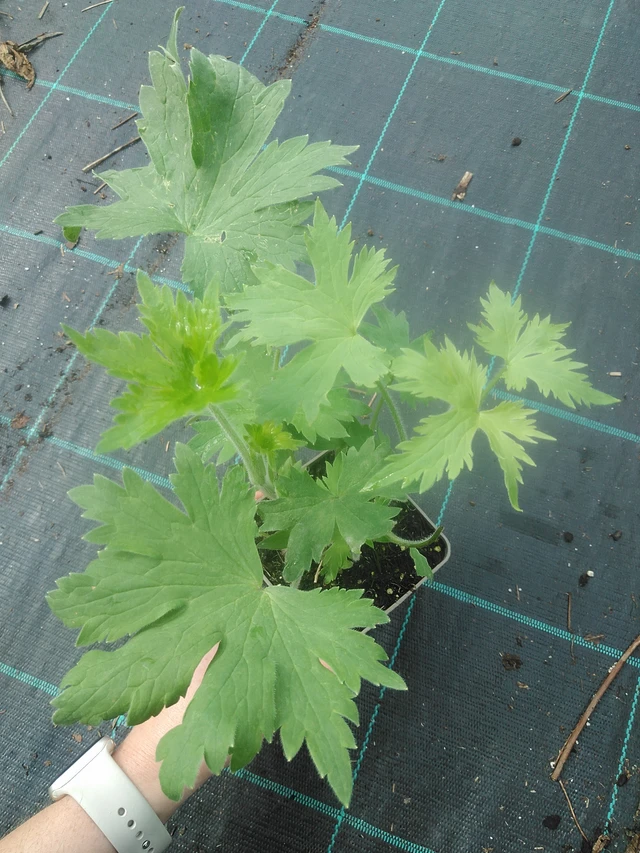 Ritarinkannus Benary’s Pacific Summer Skies - 17. 7. 2025