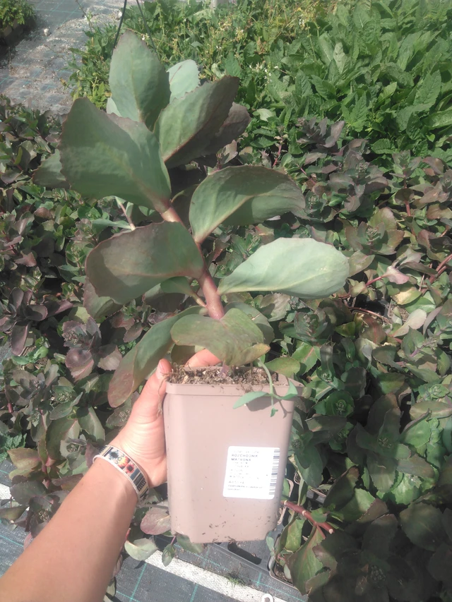 Sedum Matrona - 2024