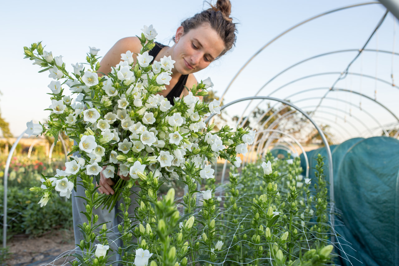 Klokjesbloem Champion White, Loukykvět