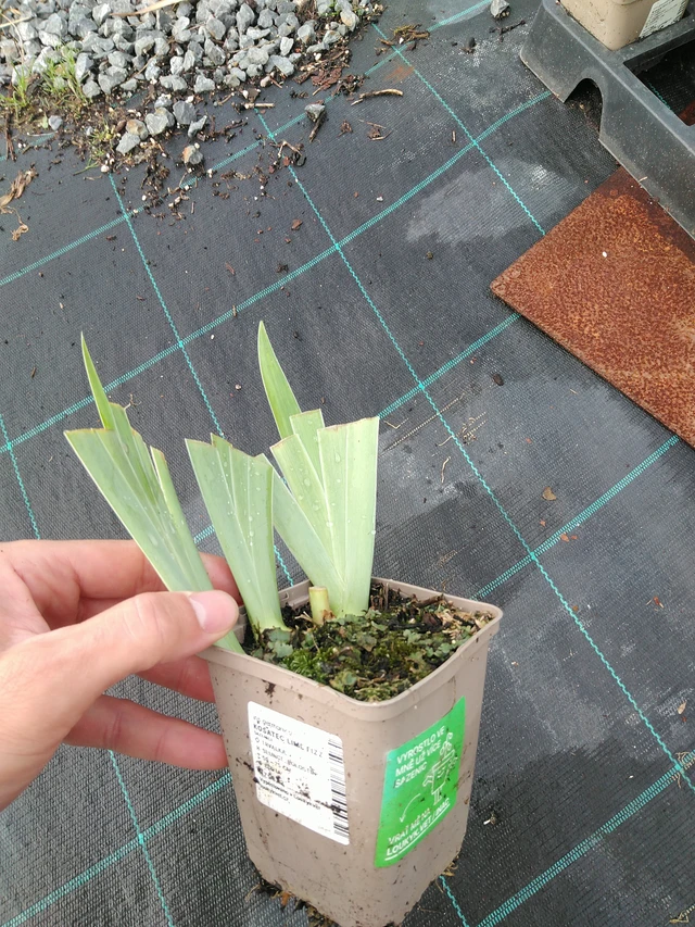 Kurjenmiekka Lime Fizz - 28. 7. 2025