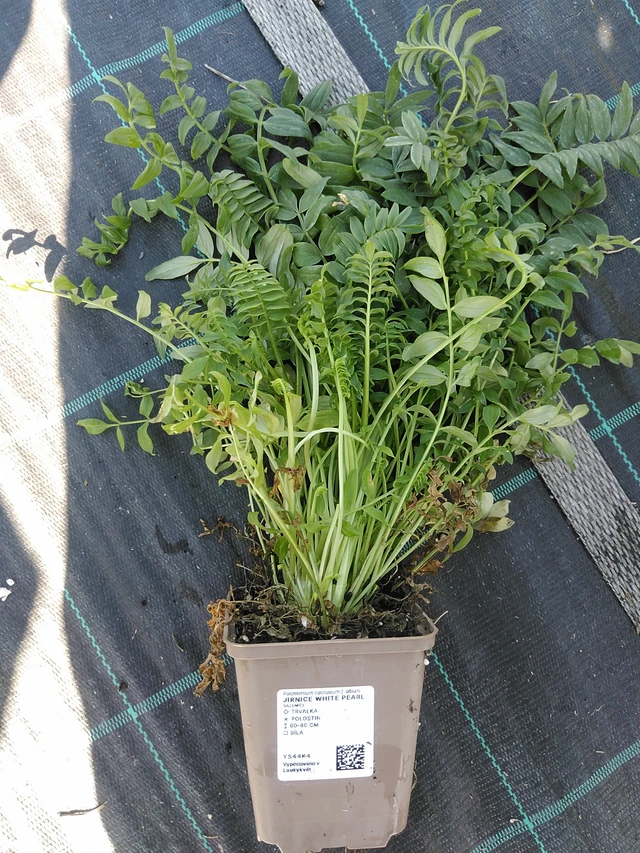 Sinilatva White Pearl - 19. 8. 2025