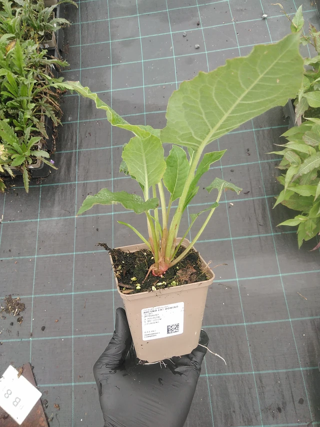 Konnantatar Fat Domino - 4. 8. 2025