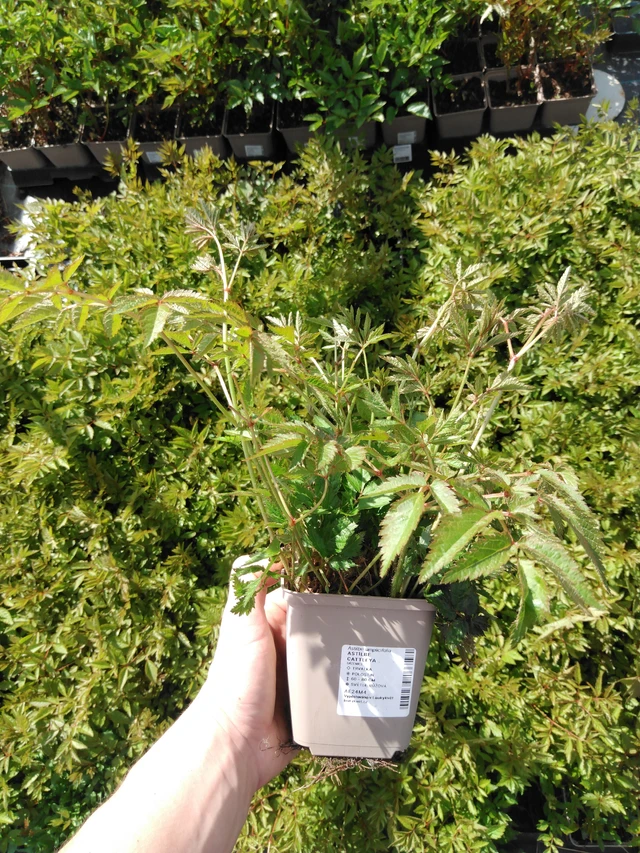 Jaloangervo Cattleya - 2024