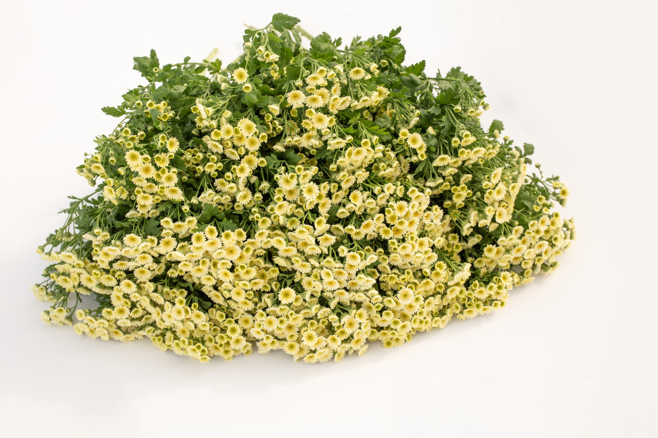 Reunuspietaryrtti Orinoco, Loukykvět