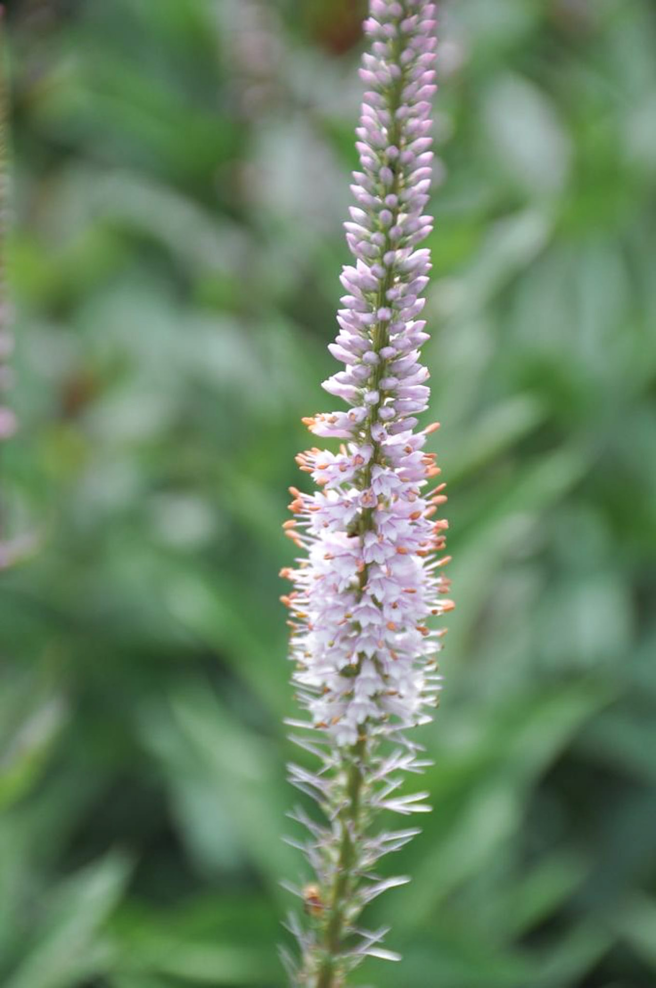 Tädykearvio Erica, Loukykvět