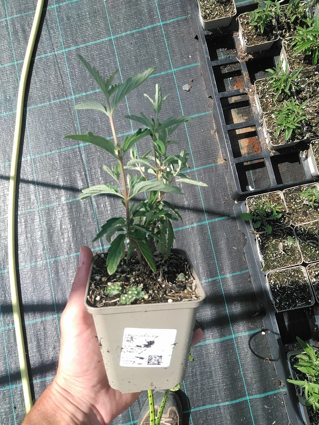 Siniparta Stephi - 24. 6. 2025