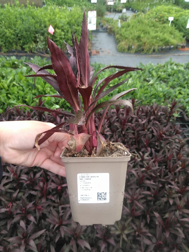 Lobelia Queen Victoria - 11. 7. 2025