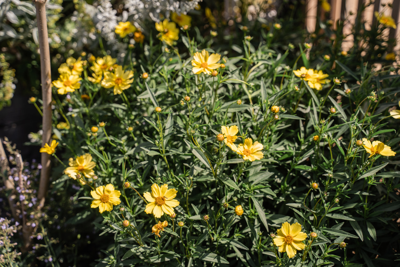 Coreopsis Full Moon, Loukykvět