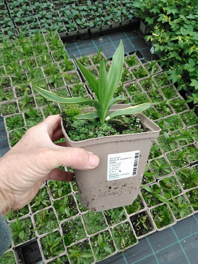 Gaura Chadd's Ford - 9. 6. 2025