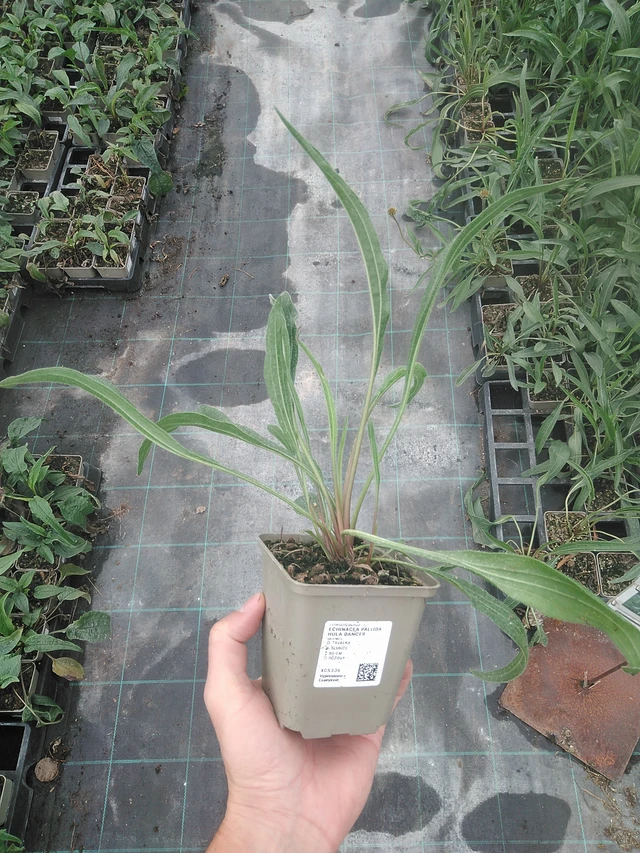 Punahattu Hula Dancer - 4. 8. 2025