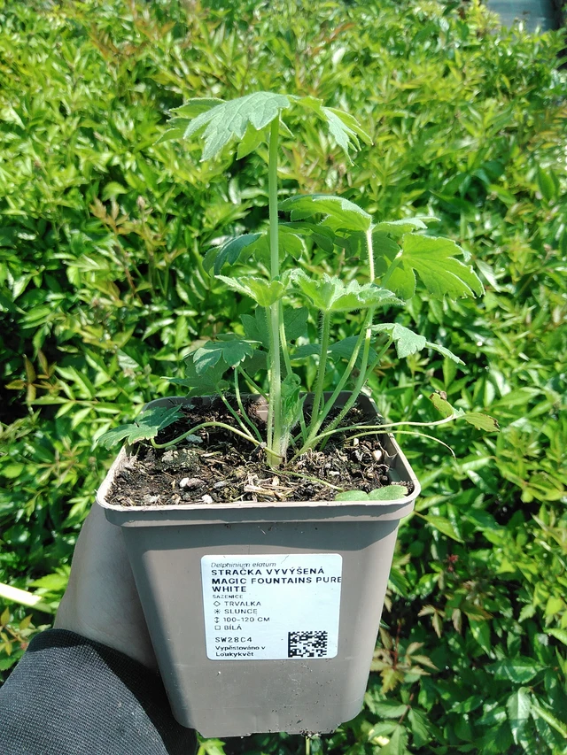 Jaloritarinkannus Magic Fountains Pure White - 13. 5. 2025