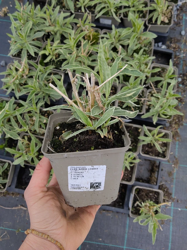 Syysleimu Nora Leight - 21. 4. 2026