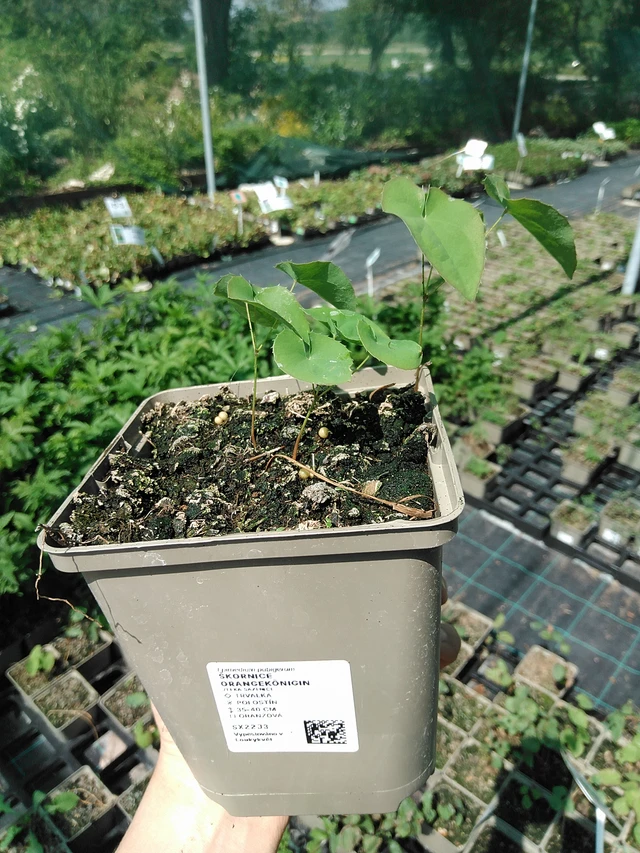 Epimedium Orangekönigin - 13. 5. 2025