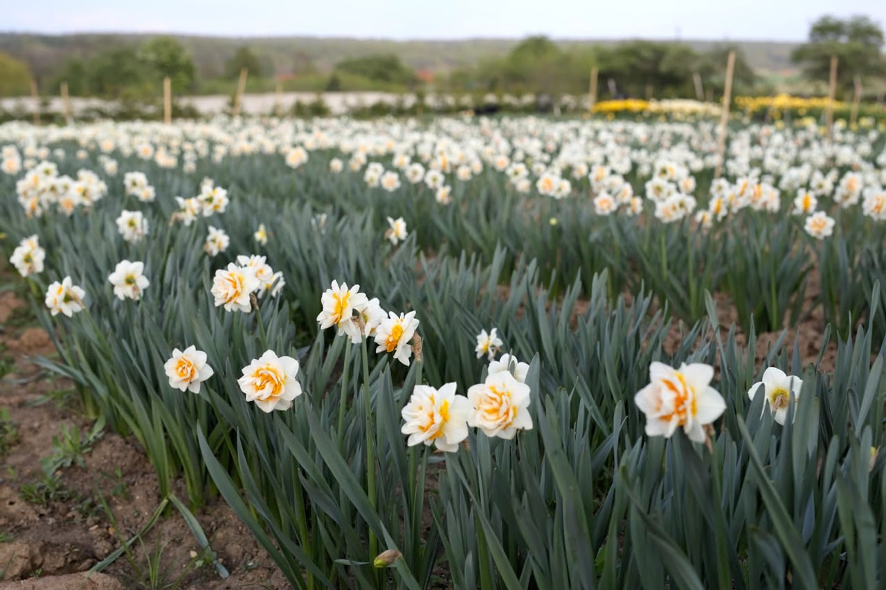 Narsissi Double Dee, Loukykvět