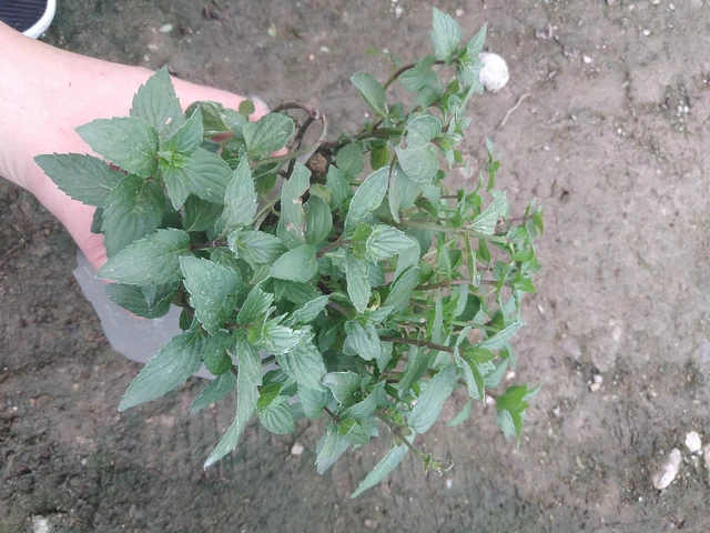 Menta After Eight - 17. 7. 2025