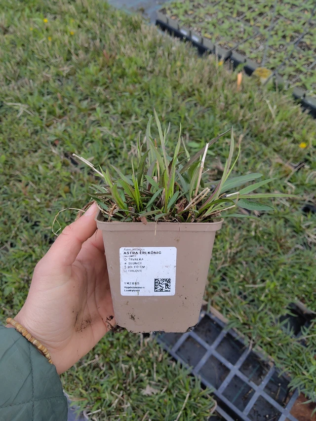 Asteri Erlkönig - 21. 4. 2026