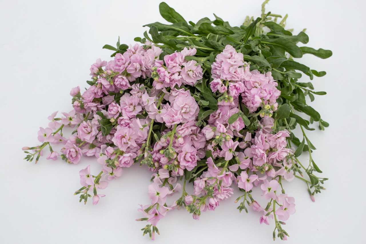 Stock Quartet Cherry, Loukykvět