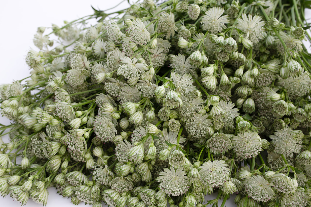 Tähtiputki Shaggy, Loukykvět