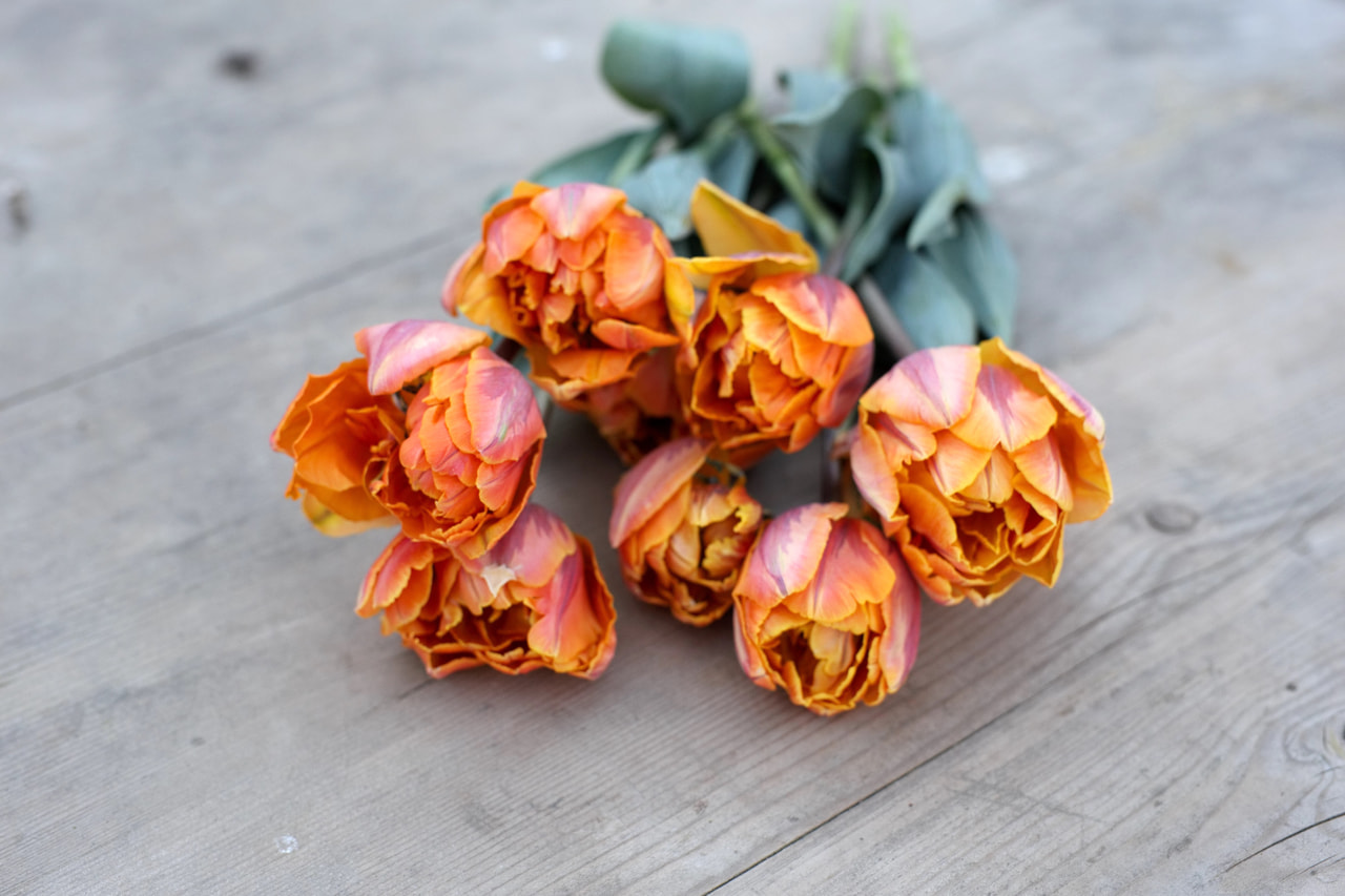 Tulppaani Orange Princess, Loukykvět