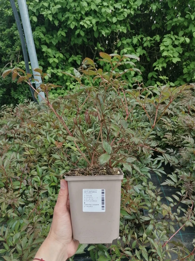 Jaloangervo Erika - 2024