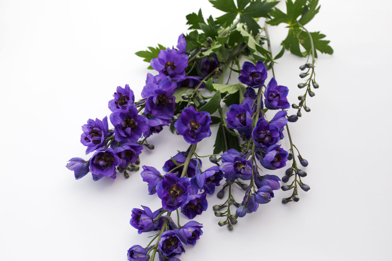 Ritarinkannus Benary’s Pacific Black Knight, Loukykvět