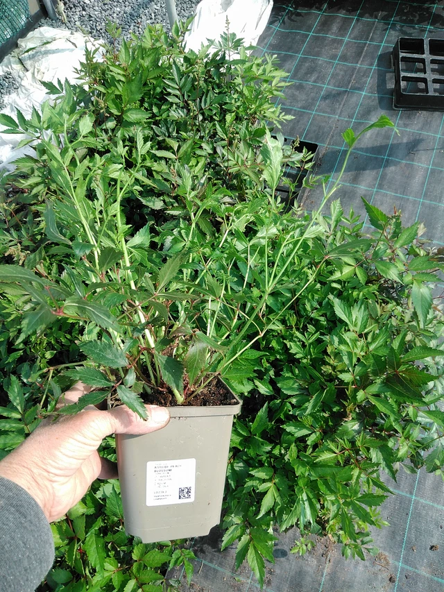 Jaloangervo Peach Blossom - 9. 6. 2025