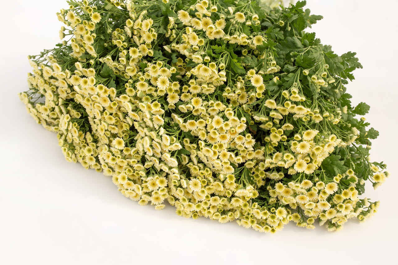 Reunuspietaryrtti Orinoco, Loukykvět