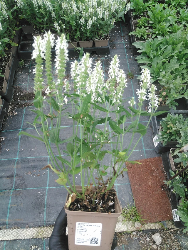 Salvia nemorosa Adrian - 4. 8. 2025