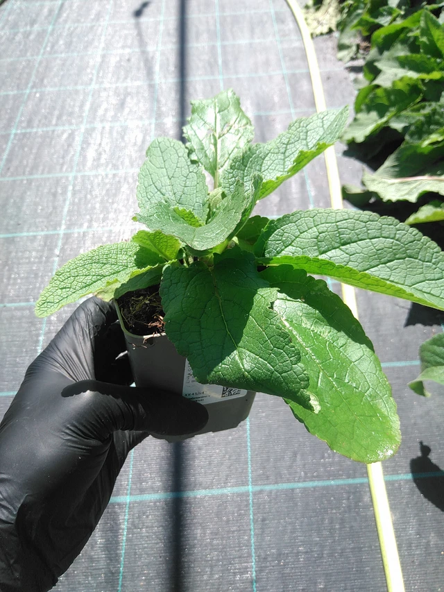 Verbascum nigrum - 19. 8. 2025
