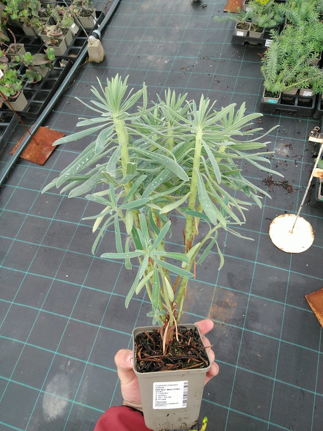 Euphorbia Wulfenii - 28. 7. 2025