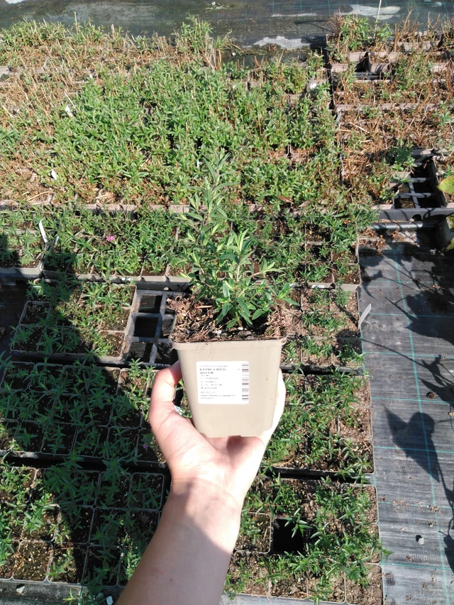 Rantakukka Rose Queen - 2024