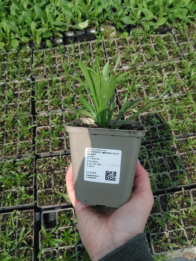 Piisku Moonlight Glory - 9. 6. 2025