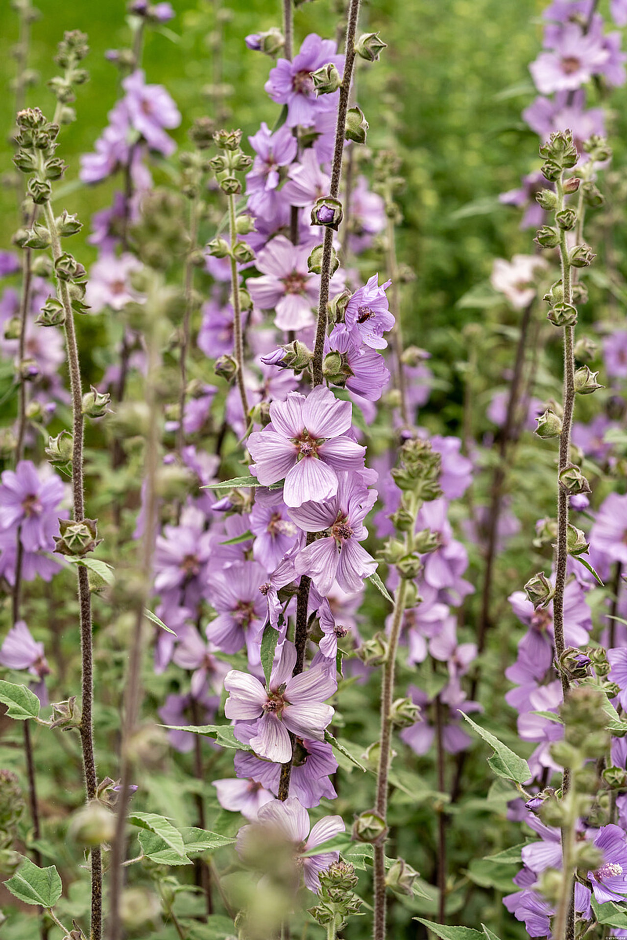 Malvikki Lilac Lady, Loukykvět