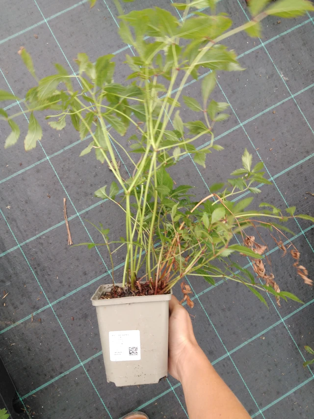 Jaloangervo Erika - 10. 9. 2025