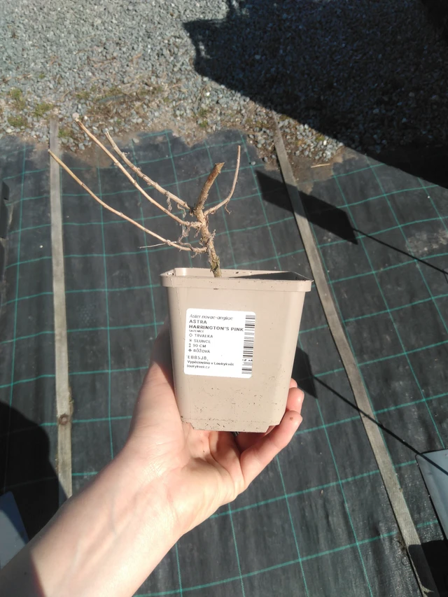 Syysasteri Harrington’s Pink - 3. 4. 2025