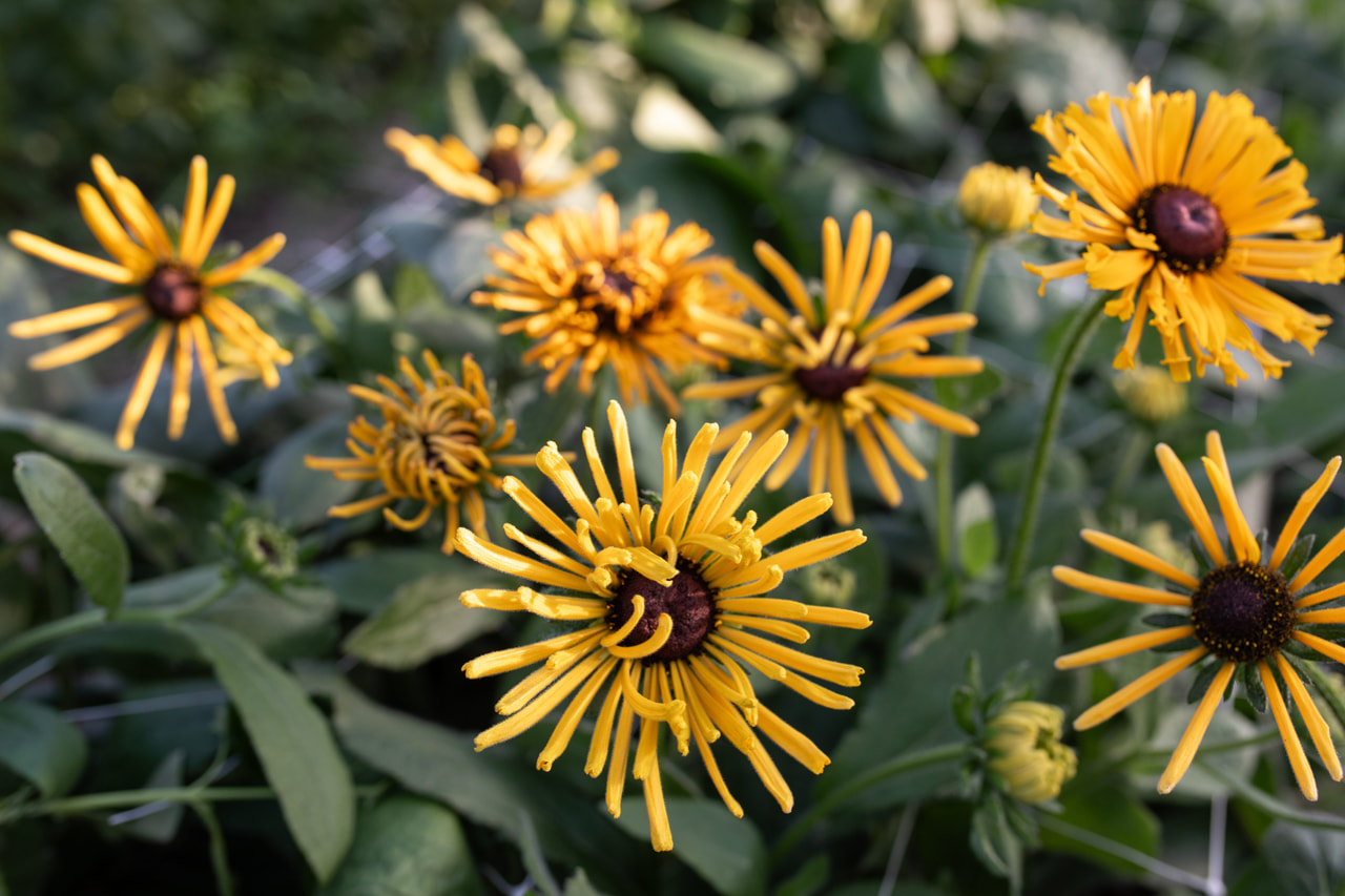 Rudbeckia Chim Chiminee, Loukykvět